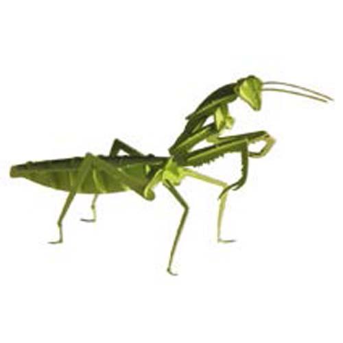 3D Paper Model: Praying Mantis