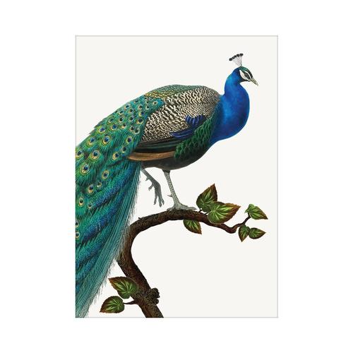 Mini Card: Peacock