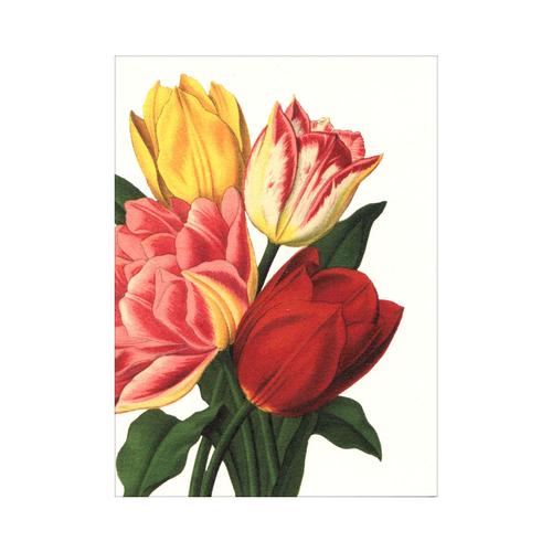 Mini Card: Tulips