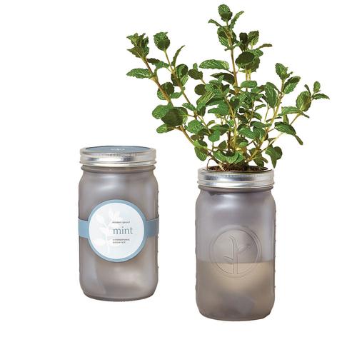 Garden Jar: Organic Mint